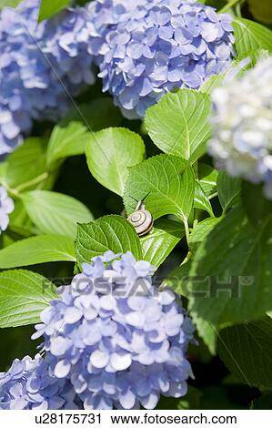 Stock Image - Snail on Hydrangea. Fotosearch