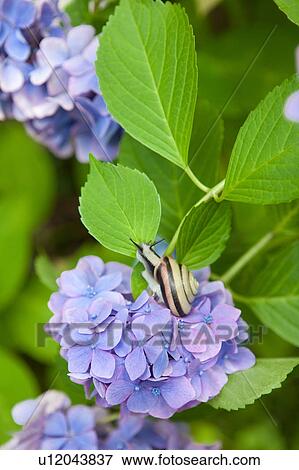 Stock Photo - Snail on Hydrangea. Fotosearch