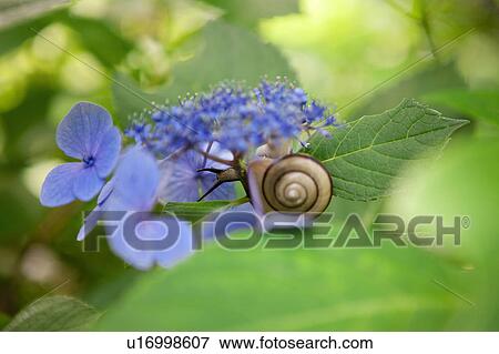 Snail on Hydrangea View Large Photo Image Stock Photo - Snail on Hydrangea. Fotosearch