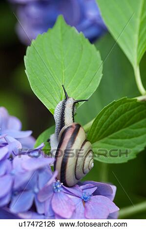 Stock Photograph - Snail on Hydrangea. Fotosearch