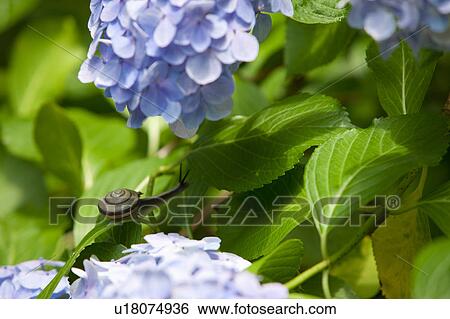 Stock Photograph - Snail on Hydrangea. Fotosearch