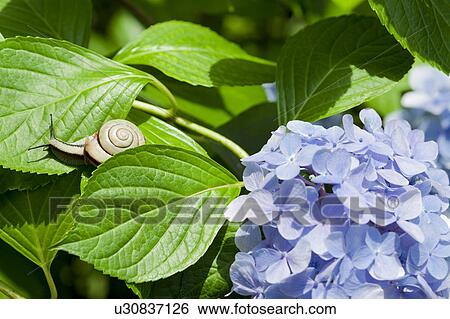 Snail on Hydrangea View Large Photo Image Stock Photograph - Snail on Hydrangea. Fotosearch