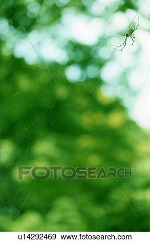 Spider and spider web, Tokyo, Honshu, Japan View Large Photo Image Stock Photo - Spider and spider web, Tokyo, Honshu, Japan. Fotosearch