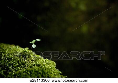 Sprout Growing in Moss View Large Photo Image Stock Photograph - Sprout Growing in Moss. Fotosearch