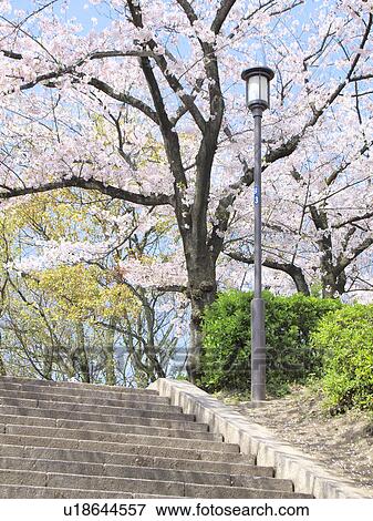 Stock Photo - Staircase and cherry blossom, Osaka Prefecture, Honshu, Japan. Fotosearch
