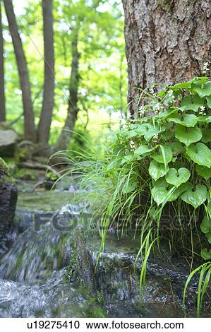 Stock Image - Stream at Goshiki (five color) pond, Fukushima Prefecture, Honshu, Japan. Fotosearch