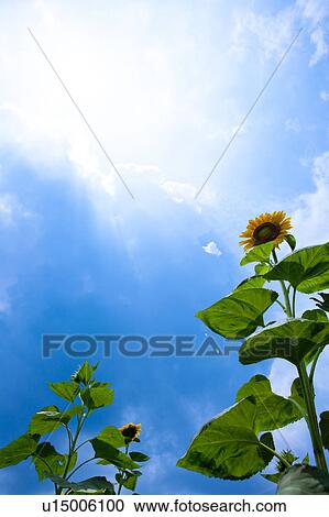 Sunflower Against Blue Sky View Large Photo Image Stock Image - Sunflower Against Blue Sky. Fotosearch