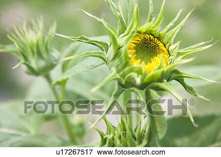 Stock Photo - Sunflower Bud. Fotosearch