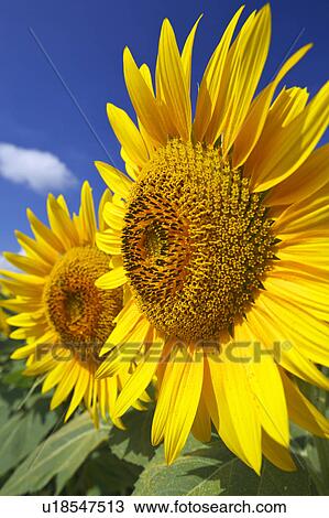 Sunflower, close-up View Large Photo Image Stock Image - Sunflower, close-up. Fotosearch
