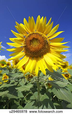 Stock Photo - Sunflower, close-up. Fotosearch
