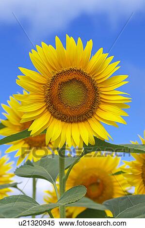 Sunflower, close-up View Large Photo Image Stock Photography - Sunflower, close-up. Fotosearch