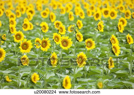 Sunflower Field View Large Photo Image Picture - Sunflower Field. Fotosearch