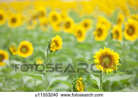 Sunflower Field View Large Photo Image Stock Image - Sunflower Field. Fotosearch