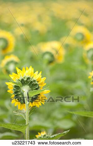 Sunflower Field View Large Photo Image Stock Image - Sunflower Field. Fotosearch