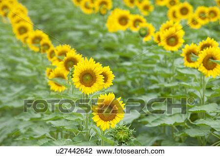 Stock Image - Sunflower Field. Fotosearch