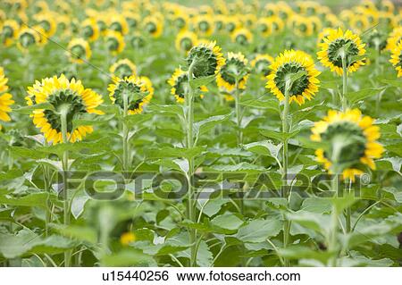 Sunflower Field View Large Photo Image Stock Photograph - Sunflower Field. Fotosearch