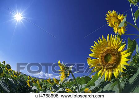 Stock Photograph - Sunflower, fish-eye lens. Fotosearch