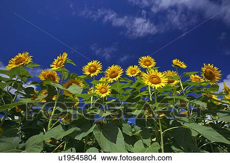 Sunflower, low angle view View Large Photo Image Picture - Sunflower, low angle view. Fotosearch