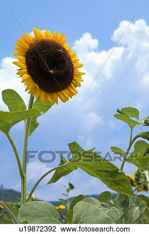 Sunflower View Large Photo Image Stock Image - Sunflower. Fotosearch