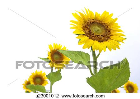 Stock Image - Sunflower. Fotosearch