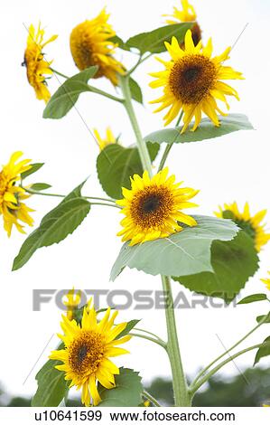 Sunflower View Large Photo Image Stock Photo - Sunflower. Fotosearch
