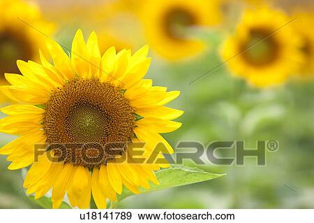 Stock Photo - Sunflower. Fotosearch