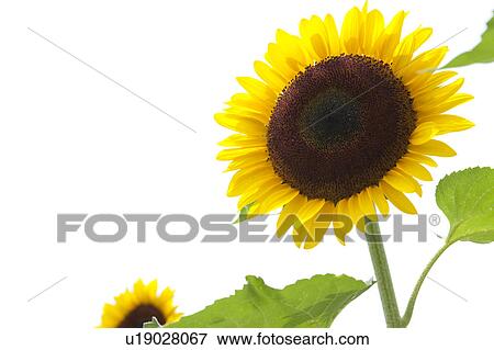 Sunflower View Large Photo Image Stock Photo - Sunflower. Fotosearch