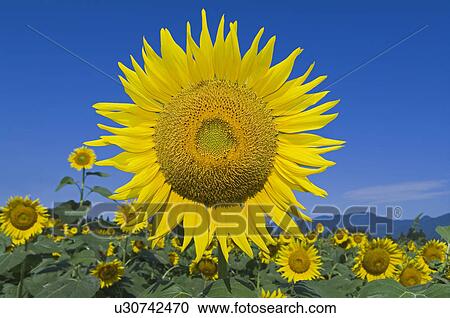 Sunflowers View Large Photo Image Stock Image - Sunflowers. Fotosearch
