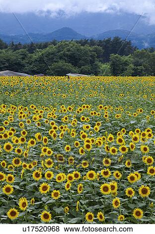 Sunflowers View Large Photo Image Stock Photo - Sunflowers. Fotosearch