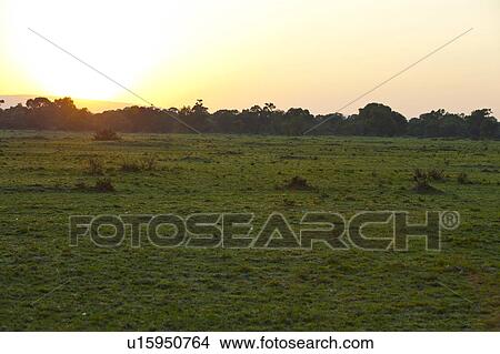 Picture - Sunrise Over Savannah. Fotosearch
