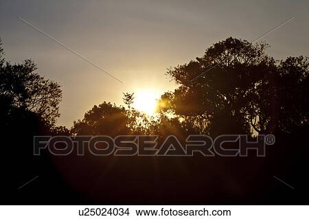 Picture - Sunrise Over Silhouetted Trees. Fotosearch