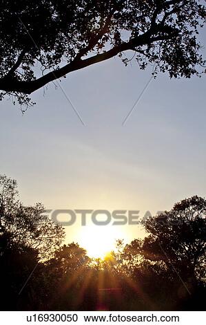 Sunrise Over Silhouetted Trees View Large Photo Image Stock Image - Sunrise Over Silhouetted Trees. Fotosearch