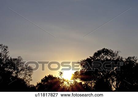 Stock Photo - Sunrise Over Silhouetted Trees. Fotosearch