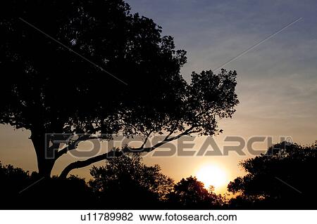 Sunrise Over Trees View Large Photo Image Stock Image - Sunrise Over Trees. Fotosearch