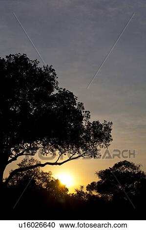 Sunrise Over Trees View Large Photo Image Stock Image - Sunrise Over Trees. Fotosearch