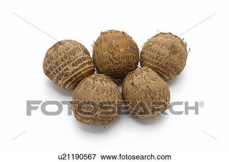 Taro (Ishikawa potato) View Large Photo Image Stock Photo - Taro (Ishikawa potato). Fotosearch