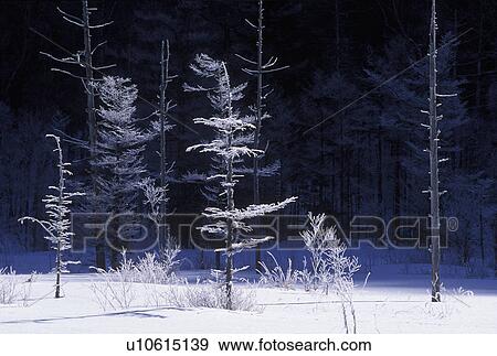 Stock Photo - Tashiro bog. Fotosearch
