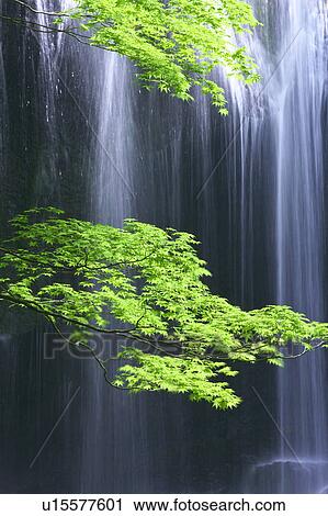 Stock Image - Tatsuzawafudo waterfall, Fukushima Prefecture, Honshu, Japan. Fotosearch