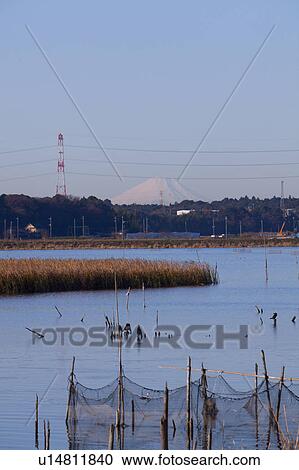 Stock Image - Teganuma pond and Mt. Fuji, Chiba Prefecture, Japan. Fotosearch