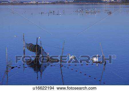 Picture - Teganuma pond, Chiba Prefecture, Japan. Fotosearch