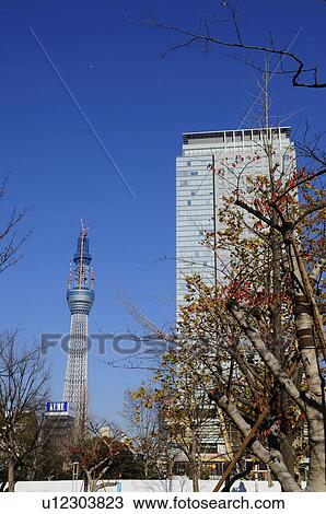 Tokyo Skytree Seen From Kinshi Park View Large Photo Image Stock Image - Tokyo Skytree Seen From Kinshi Park. Fotosearch