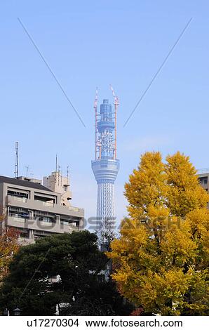 Picture - Tokyo Skytree Tower. Fotosearch