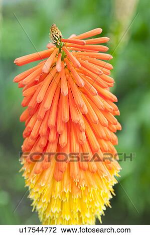 Stock Image - Torch Lily. Fotosearch
