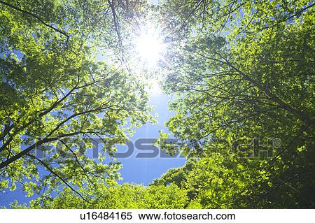 Stock Photography - Tree and sky, low angle view, Yamanashi Prefecture, Honshu, Japan. Fotosearch