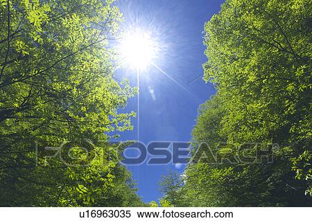 Stock Photography - Tree and sky, low angle view, Yamanashi Prefecture, Honshu, Japan. Fotosearch