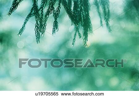 Stock Photography - Tree branch and dew drops, Fukushima Prefecture, Honshu, Japan. Fotosearch