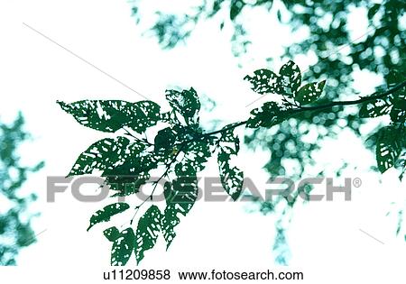 Tree branch and leaves, Tokyo, Honshu, Japan View Large Photo Image Stock Photo - Tree branch and leaves, Tokyo, Honshu, Japan. Fotosearch