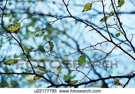 Tree branch and leaves, Tokyo, Honsu, Japan View Large Photo Image Stock Photography - Tree branch and leaves, Tokyo, Honsu, Japan. Fotosearch