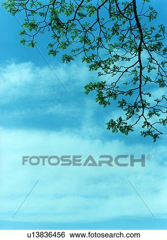 Stock Photograph - Tree branch and sky, Tokyo, Honshu, Japan. Fotosearch
