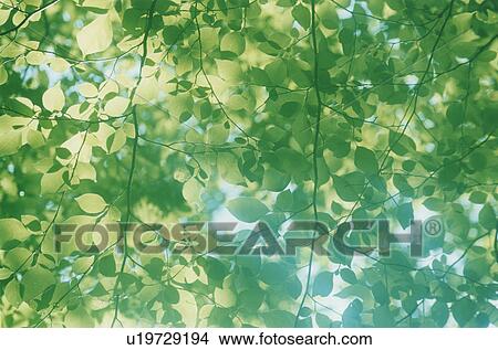 Picture - Tree branch and sunlight, Fukushima Prefecture, Honshu, Japan. Fotosearch